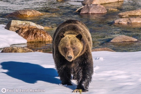 Jasper Wildlife During April